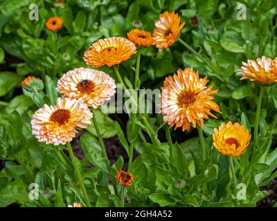 Calendula officinalis 'Pink Surprise' (Pot Marigold)