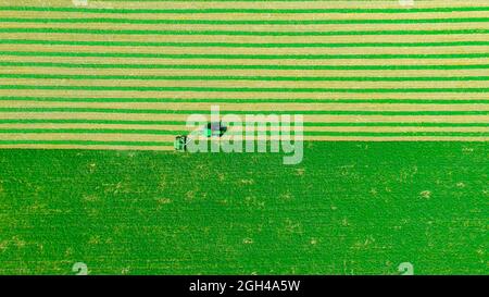 Above top view on tractor as pulling grass cutting machinery over field of clover, cutting alfalfa in straight lines. Stock Photo