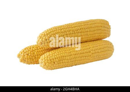 three ears of corn without leaves isolated on white background, whole peeled maize, side view Stock Photo