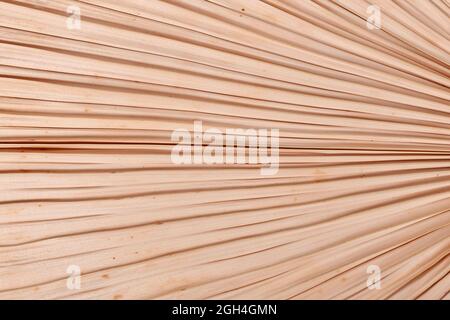 Close up of dried natural palm tree leaf Stock Photo