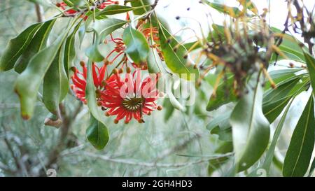 Firewheel tree red flowers, California USA. Australian white beefwood oak, stenocarpus sinuatus unusual unique original exotic inflorescence. Calm for Stock Photo