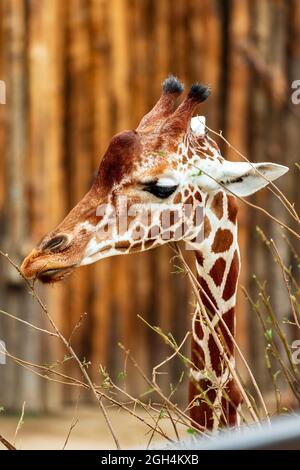 Big Giraffe trees on the back Stock Photo