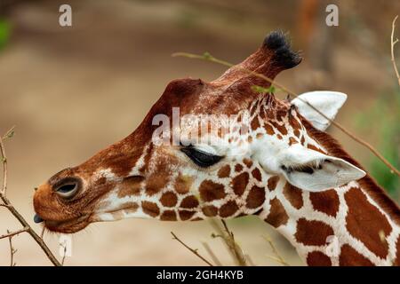 Big Giraffe trees on the back Stock Photo