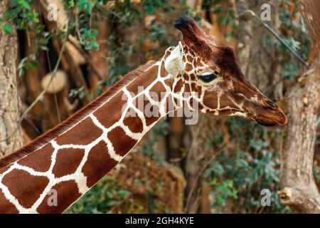 Big Giraffe trees on the back Stock Photo