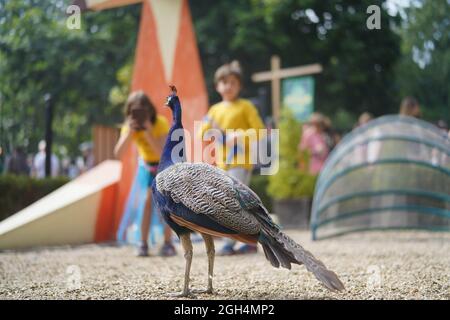 Dorset, UK. September 5th, 2021. A peacock at the 2021 End of the Road Festival in Larmer Tree Gardens in Dorset. Photo: Richard Gray/Alamy Stock Photo