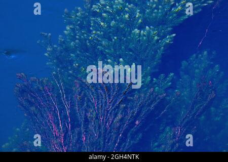 colorful seaweed in the pond top vie Stock Photo