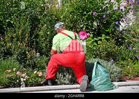 Gardener is working in the flower garden Stock Photo
