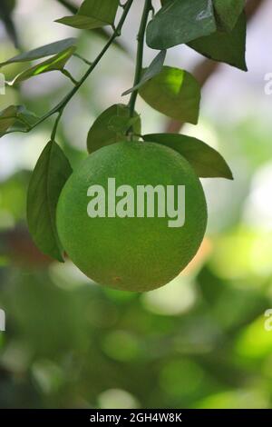 Bright yellow grapefruits growing on the fruit tree in the orchard in the bright summer sun. Stock Photo