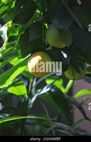 Bright yellow grapefruits growing on the fruit tree in the orchard in the bright summer sun. Stock Photo