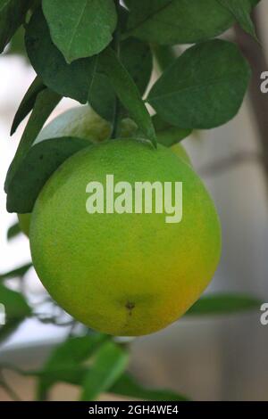 Bright yellow grapefruits growing on the fruit tree in the orchard in the bright summer sun. Stock Photo