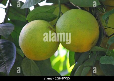 Bright yellow grapefruits growing on the fruit tree in the orchard in the bright summer sun. Stock Photo