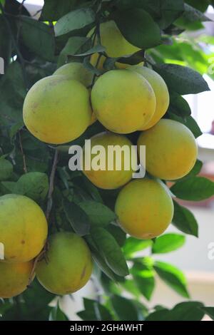 Bright yellow grapefruits growing on the fruit tree in the orchard in the bright summer sun. Stock Photo