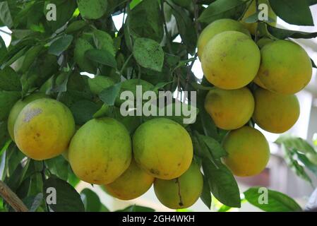 Bright yellow grapefruits growing on the fruit tree in the orchard in the bright summer sun. Stock Photo