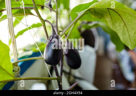 Eggplant grows in a greenhouse. Fresh organic eggplant aubergine. Growing fresh vegetables in a greenhouse Stock Photo