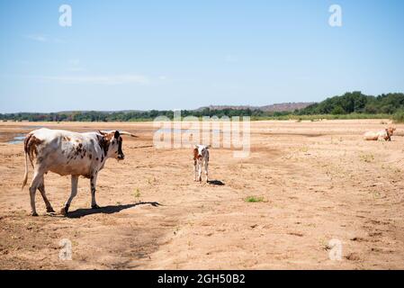 A mother Nguni cow walking towards her young calf in a dry riverbed Stock Photo
