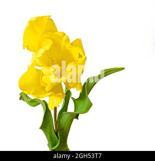 Tulipa gesneriana, the Didier tulip or garden tulip, is a species of plant in the lily family, cultivated as an ornamental Stock Photo