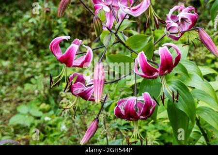 Purple Turban Lily also Lilium martagon flowers in a garden. Stock Photo