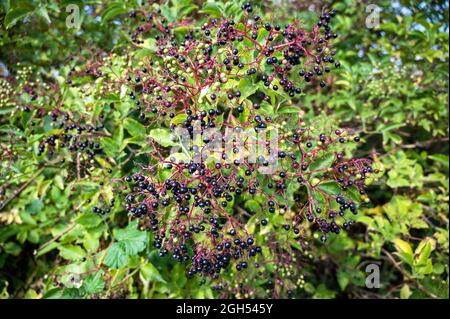 A view of an abundance of Blackcurrants on a bush in Norfolk countryside Stock Photo