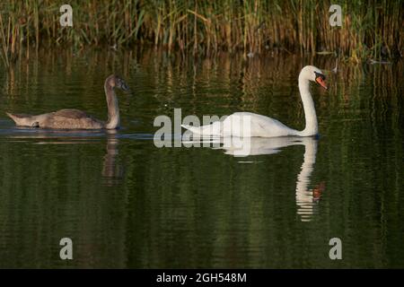 Mute Swan (Cygnus olor) with nearly full grown cygnet swimming on a lake at Ham Wall in Somerset, England, United Kingdom Stock Photo