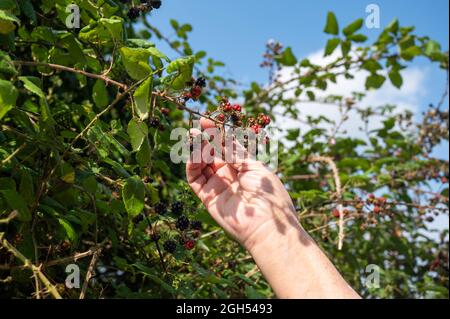 A view of a persons arm picking red and  blackberries in a hedgerow in Norfolk Stock Photo