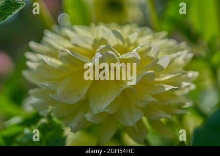 Lush colorful dahlia flower close up Stock Photo