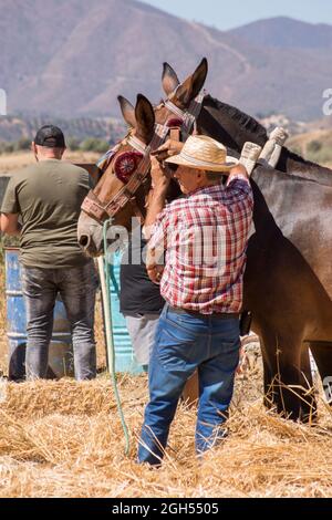 Spanish Mule Rspfn Spanish farmer with his mules, Andalusia, Spain Stock Photo - Alamy