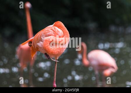 Caribbean flamingo standing on one leg in Cheshire as others fade out of the frame walking in shallow water. Stock Photo