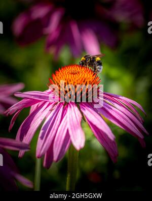 Detailed photo of bumblebee collecting nectar from Gerbera flower, macro image Stock Photo