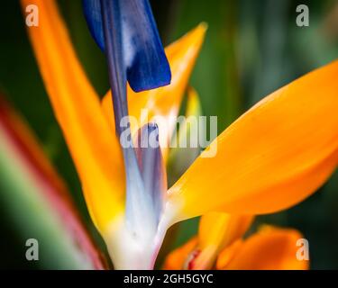 Multi-colored flower on blurred background, close-up detailed photo of vibrant flower Stock Photo