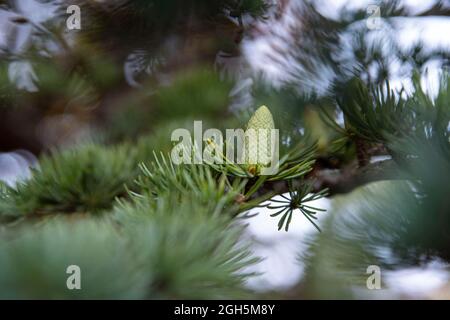 Close-up of a green pine cone on a fir branch Stock Photo