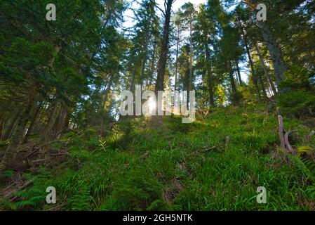 mystical forest in the vosges mountains in france in late summer Stock Photo