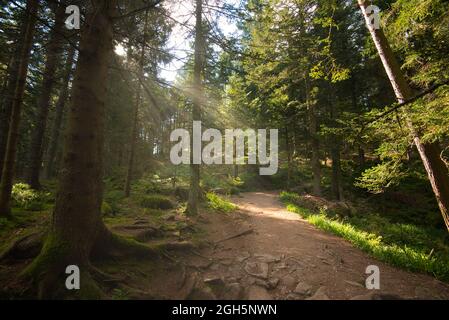 mystical forest in the vosges mountains in france in late summer Stock Photo