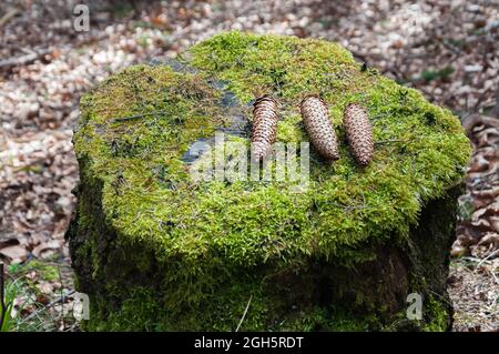 Three pine cones draped on a tree stump. This is slightly weathered and overgrown with moss Stock Photo