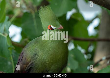 Guinea turaco (Tauraco persa) or the green turaco or green lourie perched in a tree in the rainforest. Stock Photo