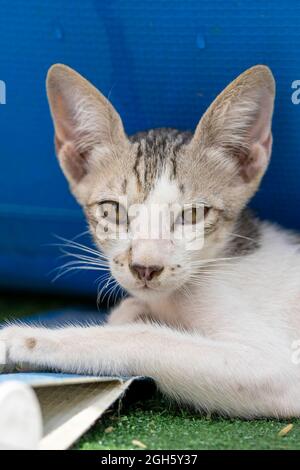 Cute pet cat portrait close up view resting outide lying down on grass with blue background. Stock Photo