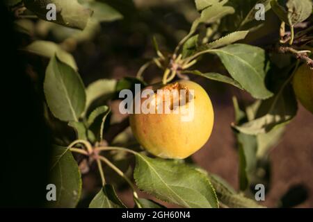 High angle of fresh ripe apple bitten by insects on tree in lush summer garden in countryside Stock Photo