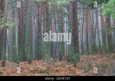 Amazing scenery of tall pine trees covered with moss growing in thick woodland on misty day in autumn Stock Photo