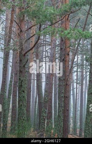 Amazing scenery of tall pine trees covered with moss growing in thick woodland on misty day in autumn Stock Photo