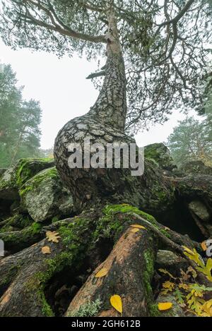 Low angle of huge mossy roots of tall tree growing in woods against gray sky Stock Photo