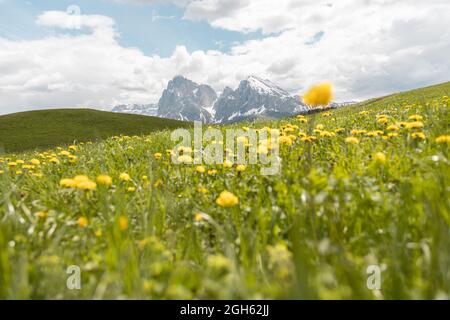 Ground level of scenic view of yellow blooming flowers growing in valley in Dolomite Mountains Stock Photo