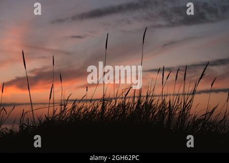 Spikelets of wild grass growing on sea coast under colorful cloudy sundown sky in tranquil summer evening in Liencres Cantabria Spain Stock Photo