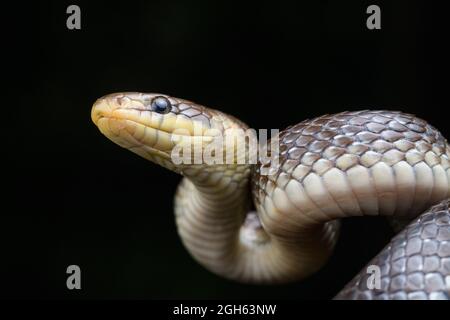 Portrait of Aesculapian snake (Zamenis longissimus) Stock Photo