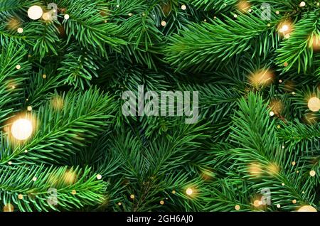 Background of green Christmas tree branches. Holiday concept. Stock Photo