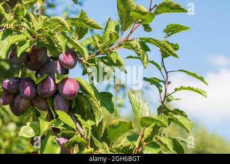 close-up of ripe plums on tree against blue sky Stock Photo
