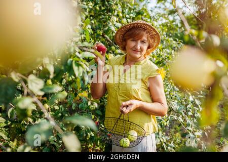 Senior woman gathering ripe organic apples in summer orchard. Farmer putting fruits in metal basket Stock Photo
