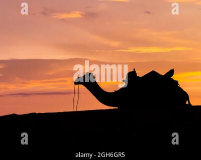 Stunning silhouette of a dromedary at dusk in the Thar desert, Rajasthan, India Stock Photo