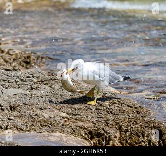 Seagull holding in its beak fresh caught Salema fish on the rocky seashore Stock Photo