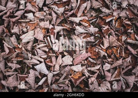 Dry leaves on the ground. Background, texture, pattern Stock Photo