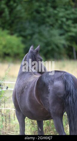 Portrait close up of a beautiful young stallion. Head shot of a purebred morgan horse at a rural ranch Stock Photo