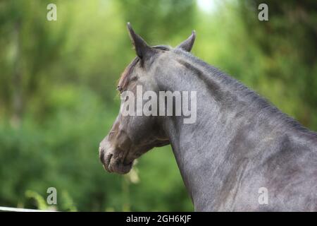 Portrait close up of a beautiful young stallion. Head shot of a purebred morgan horse at a rural ranch Stock Photo